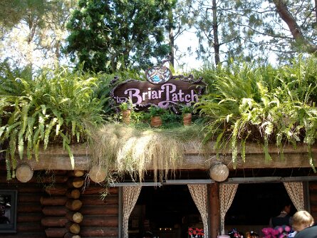 BriarPatch