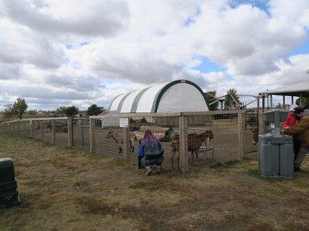 AnimalTown