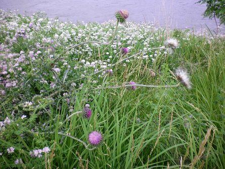 20100612_195239 null