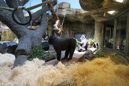 20170610_124337 null