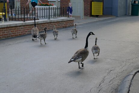 20160530_174747 null