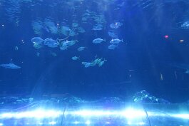 20201120_114758 null