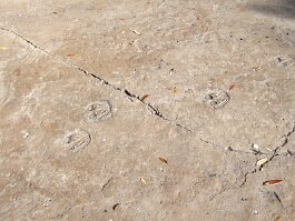 20061209_141431 null