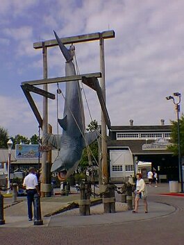 19981117_037 null