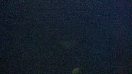 20061208_200534 null