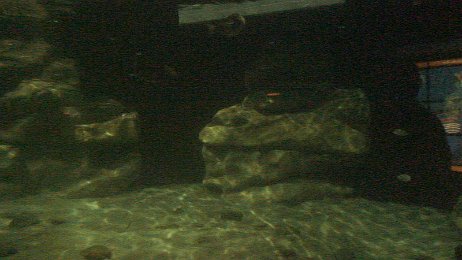 20061208_194629 null