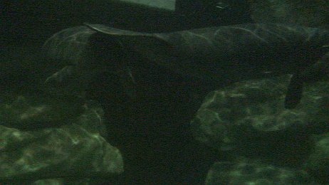 20061208_194909 null