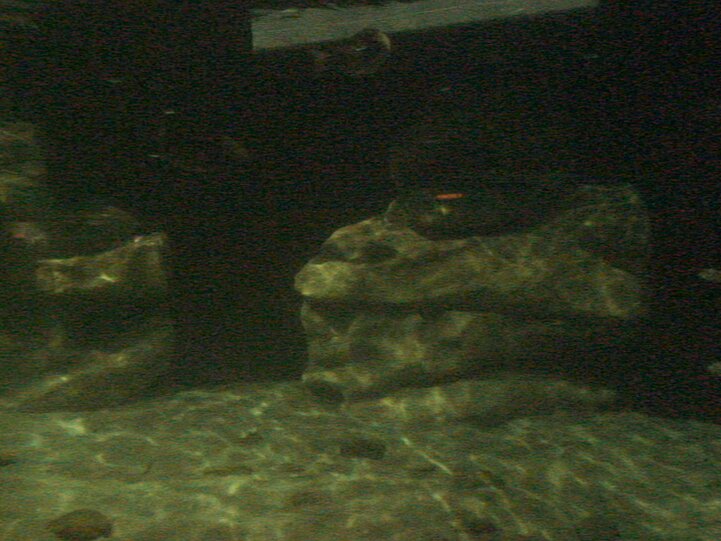 Manatees